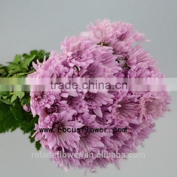 Home Decoration Natural Fresh Real Chrysanthemum Flowers With 10 Stems/Bundle Chrysanthemum With Pipe With 0.5kg/Bundle Chrysant