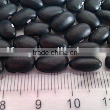 Black Kidney Bean (2010 Crop, hand-picked selection. heilongjiang origin)