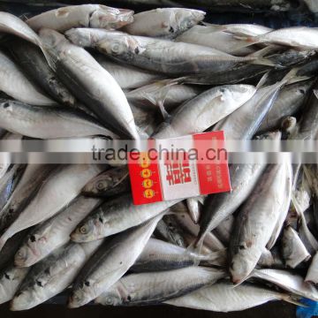 frozen horse mackerel fish suppliers