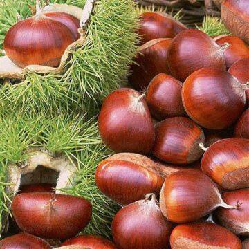 High Quality Chestnut Super Price Fresh Delicious Chestnut Price New Work Chestnut