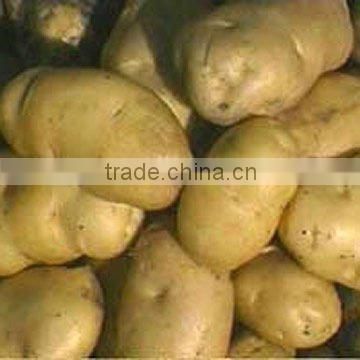 2014 low price Chinese fresh potato exporter