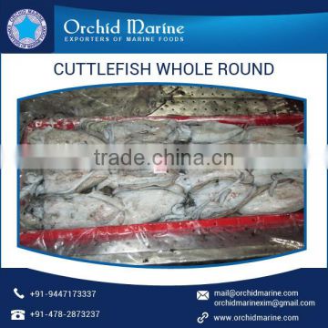 Whole Cleaned Block Frozen Dried Cuttlefish