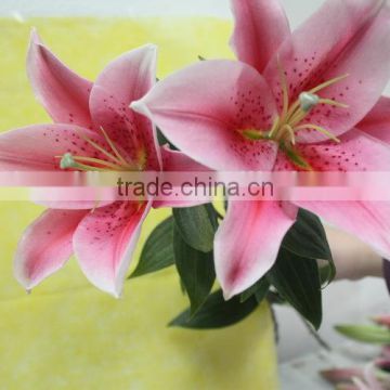 Most popular newest fresh lilies export from china
