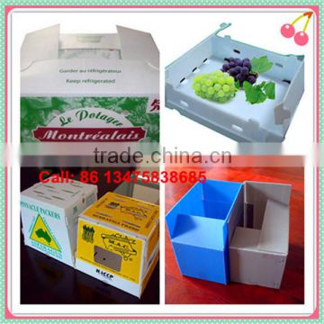Polypropylene corrugated plastic cardboad fruits and vegetables box
