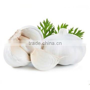 Hot sale fresh Chinese normal white garlic with ctn