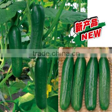 New Hybrid Fruit Cucumber seeds for growing-15CU-26