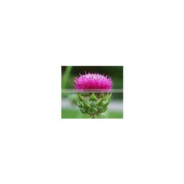 Milk Thistle Extract Powder 5:1-Water Soluble