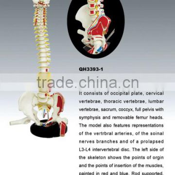 Human vertebral column and pelvis