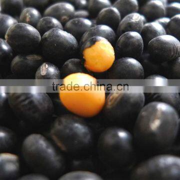 Organic black bean (green,yellow kernel)