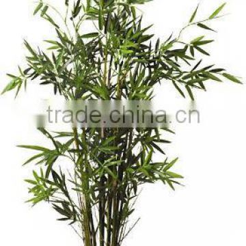 Bambusa ventricosa, Buddhas Belly' Bamboo