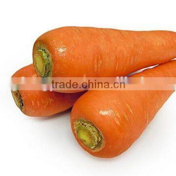 Cheap Fresh carrot with HACCP BRC FDA certificate