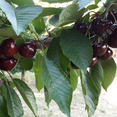 Santina Cherry seedling