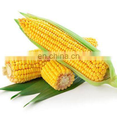 Maize husk peeling machine/sweet maize sheller