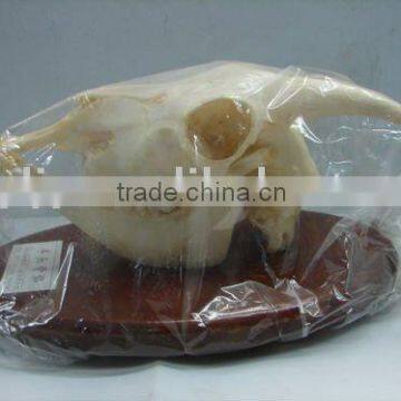 Refined sheep skull skeleton specimen of vertebratefor teaching or medical purpose