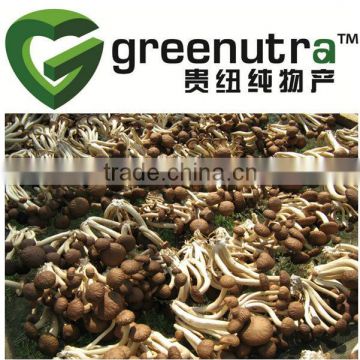 Agrocybe chaxingu Extract