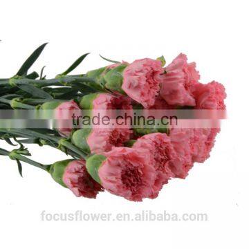 unique cut flower holland carnations wholesale for love, anniversary