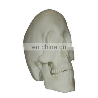 China custom large scale size 3d print medical model SLS, SLA print 3d skeleton model rapid prototype services