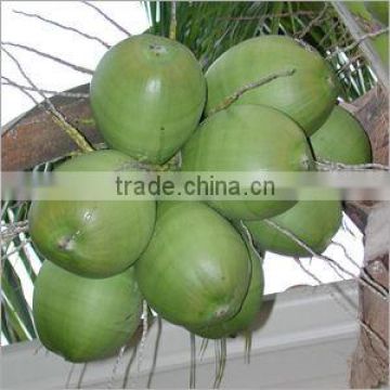 young tender coconut