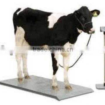 cow weight