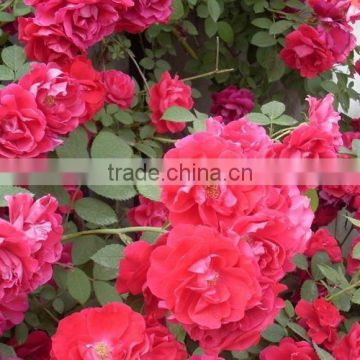 Beautiful Rose seedlings /Rose Saplings