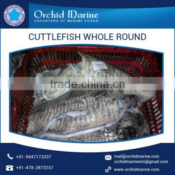 Rich in Taste Low Price Frozen Cuttlefish Whole Round Available in Safe Packaging