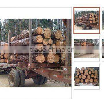 RADIATA PINE PULP WOOD LOGS