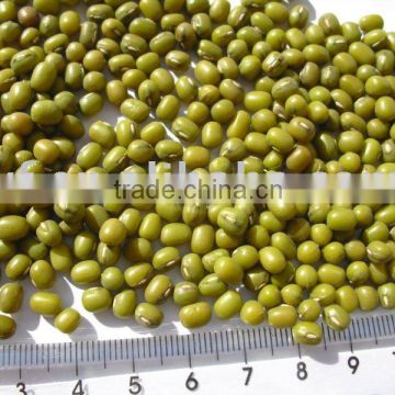 chinese green mung bean