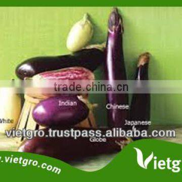 High Quality Fresh Organic Eggplant VGE001
