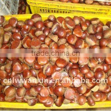 laiwu wanxin chestnut 0086-13666345825