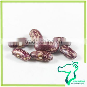 High Standard Cooked Purple Speckled Kidney Bean