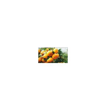 Nanfeng citrus