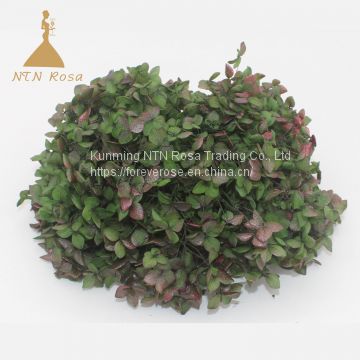 Wholesale Preserved Hydrangea Flowers at Best Price with High Quality for Floral   home  decoration and events