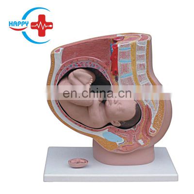 HC-S271 Medical anatomy pregnancy female pregnancy teaching model