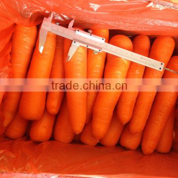 Fresh China Carrots directly from farm,Fresh Mixed Vegetables