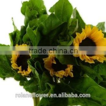 Various Classical Peonies Cut Flowers Sunflower From Kunming,China