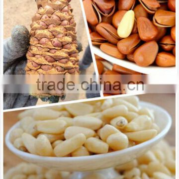 2014 crop Pine nut kernels, Red Pine nut kernels 650pcs, 700pcs