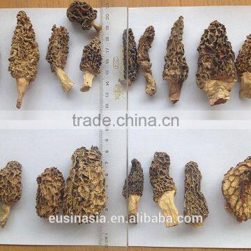 ORGANIC DRY MORELS