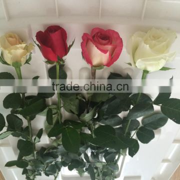 Big distount for fresh cut pink/red/blue/green rose from Kunming China