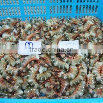 Frozen Cat Tiger Shrimps