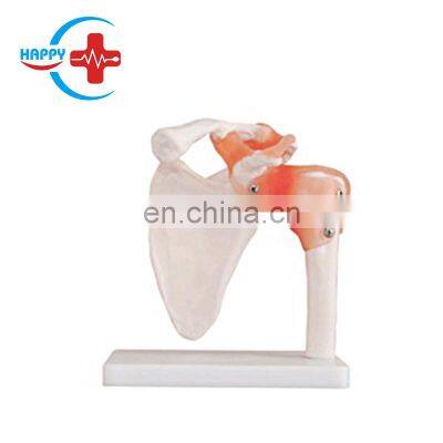 HC-S218 Medical skeleton life-size shoulder joint teaching model