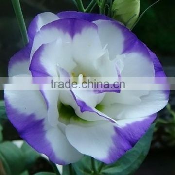 Best quality antique fresh cut eustoma flower