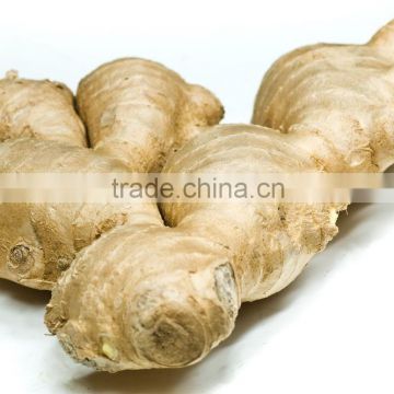 China fresh ginger with good quality for sale