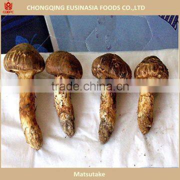 wild tricholoma matsutake with best price