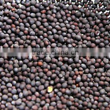 Mustard Seed - Yellow / Black - Manufacturer, Producer