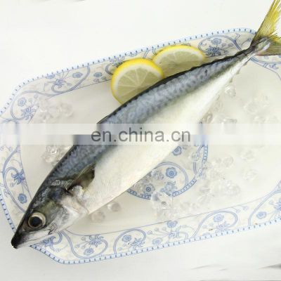 pacific mackerel fish frozen mackerel fish price scomber japonicus