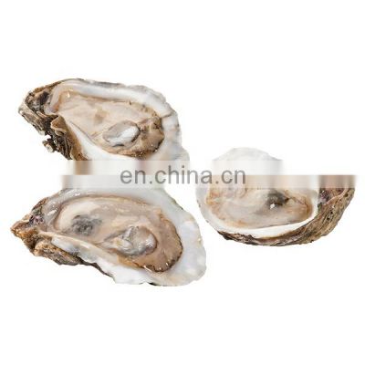 IQF frozen oyster with half shell oyster half shell