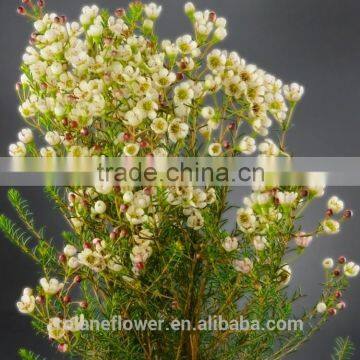 the classical white Chimonanthus flower for decoration flower