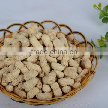 High quality roasted peanut in shell roasted and salted peanuts shell
