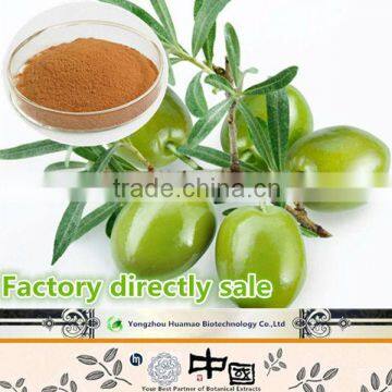 Natural organic olive leaf extract in bulk.olive leaf extract 20% oleuropeine