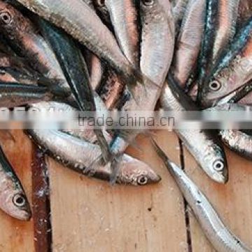 factory price Frozen anchovy fish